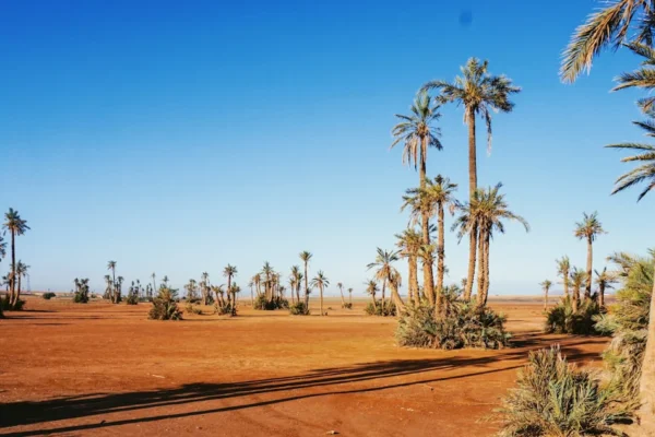 a desert with palm trees