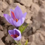 a couple purple flowers
