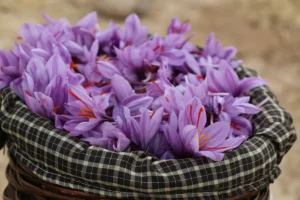 Basket full of purple saffron flowers
