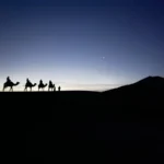 watching camel rides in the light of early sunset in the sahara desert