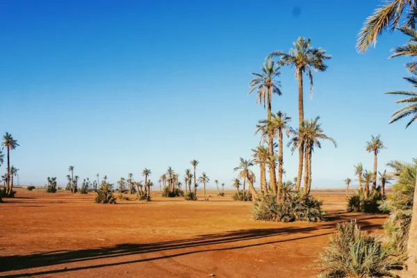 a desert with palm trees